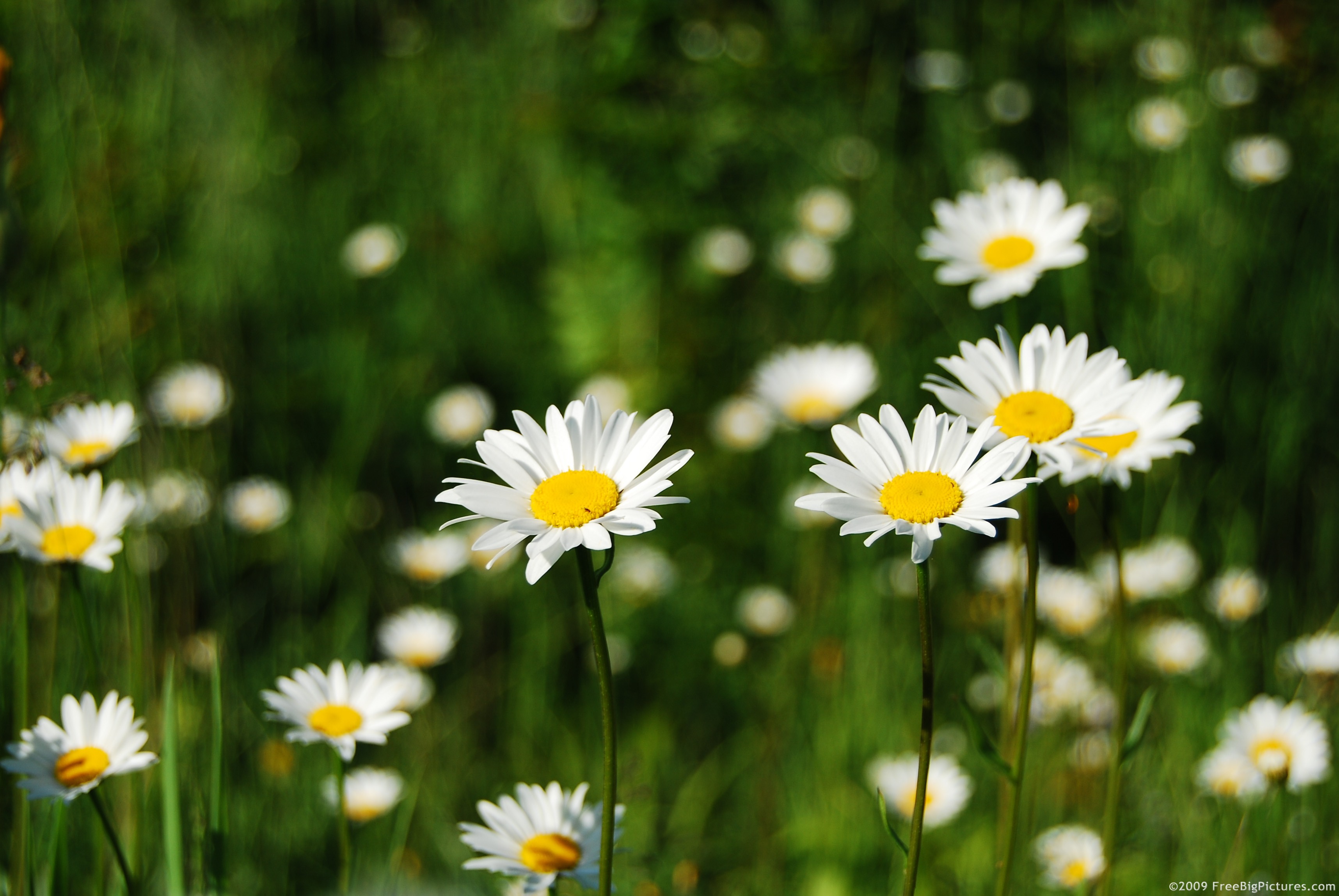 GARAGE DECUYPER MARGUERITES